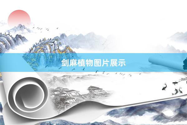 剑麻植物图片展示