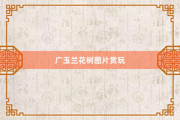 广玉兰花树图片赏玩